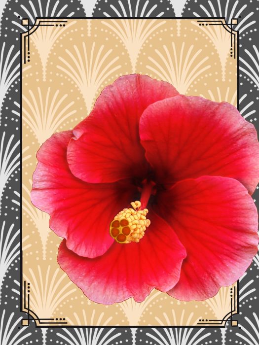 Hibiscus